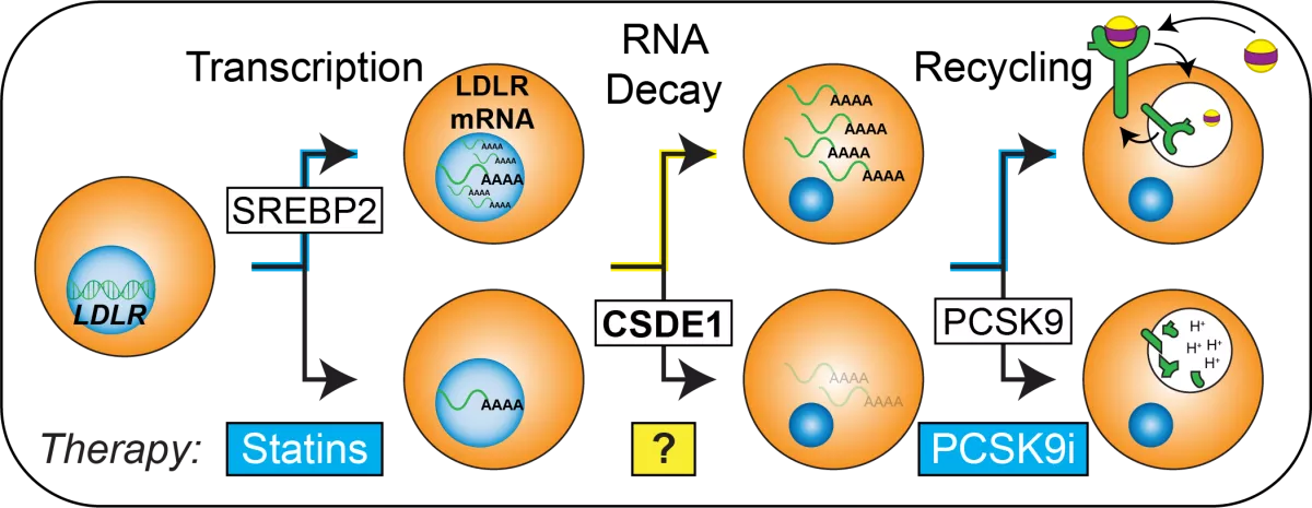 CSDE1 Project Schematic